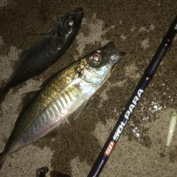 恒例の青物からアジング